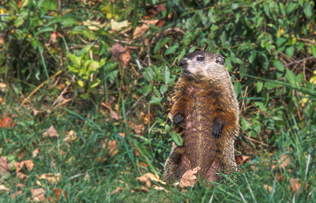 Groundhog (1 of 3)