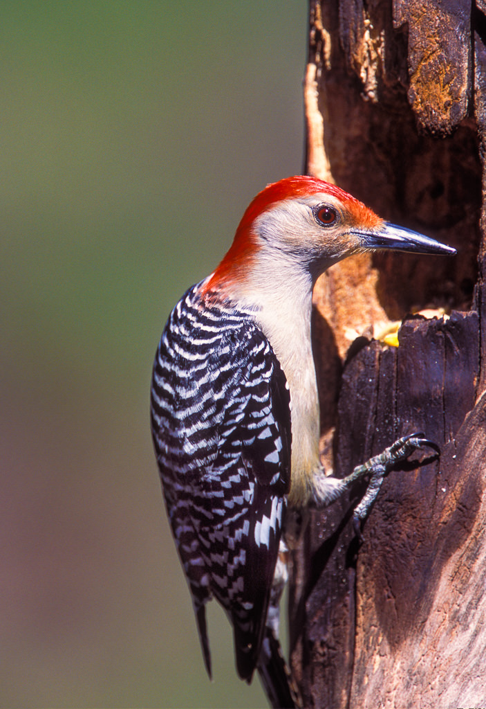 Red-bellied woodpecker (Melanerpus carolinus) (1 of 2)