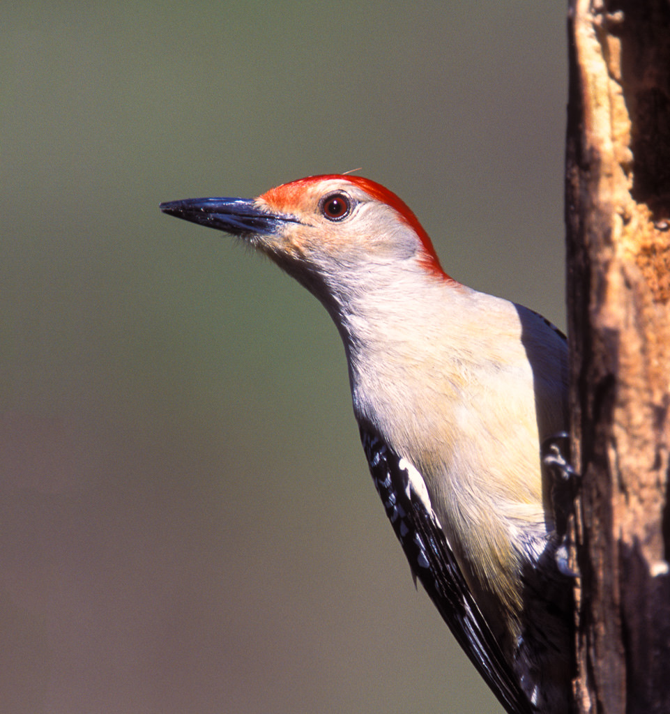 Red-bellied woodpecker (Melanerpus carolinus) (2 of 2)