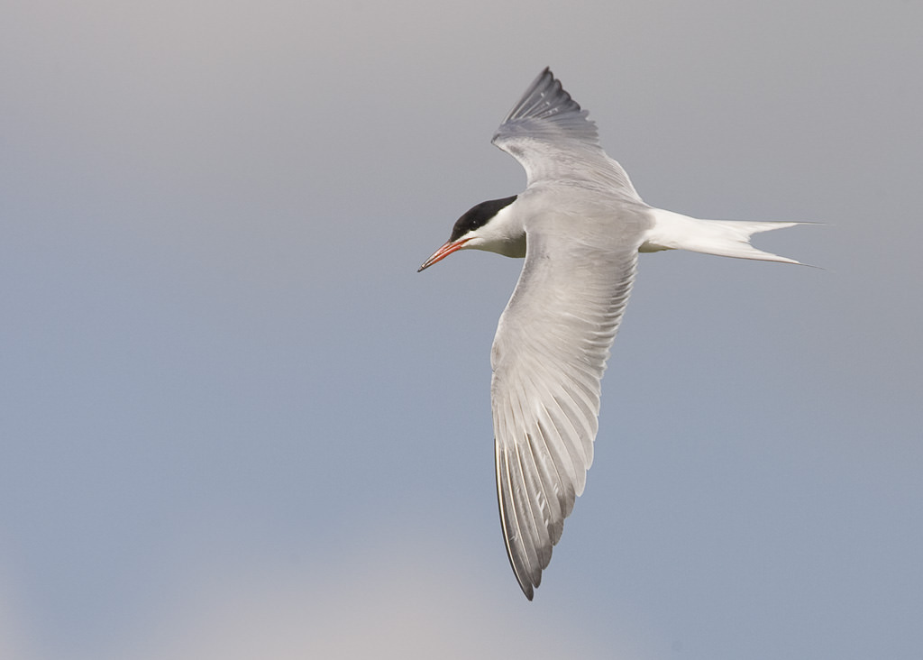 Common tern (Sterna hirundo) 01