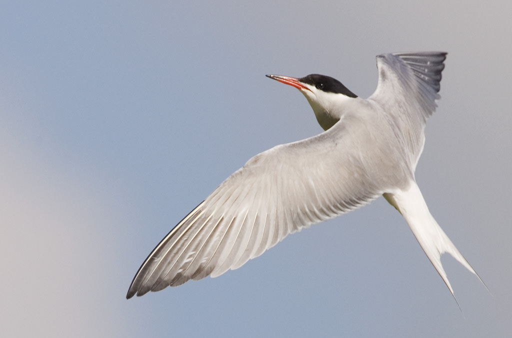 Common tern (Sterna hirundo) 02