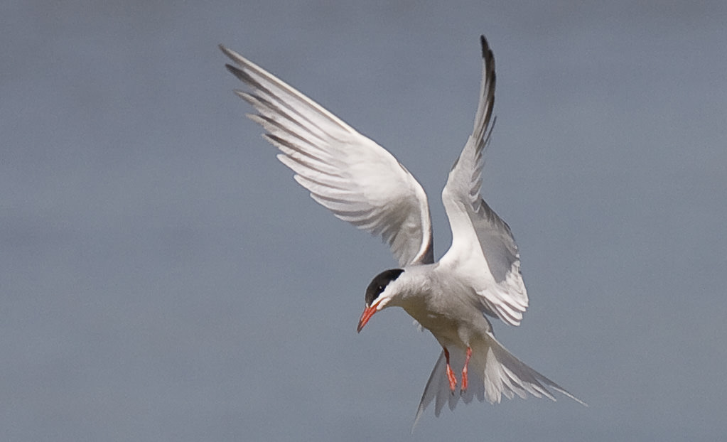 Common tern (Sterna hirundo) 03