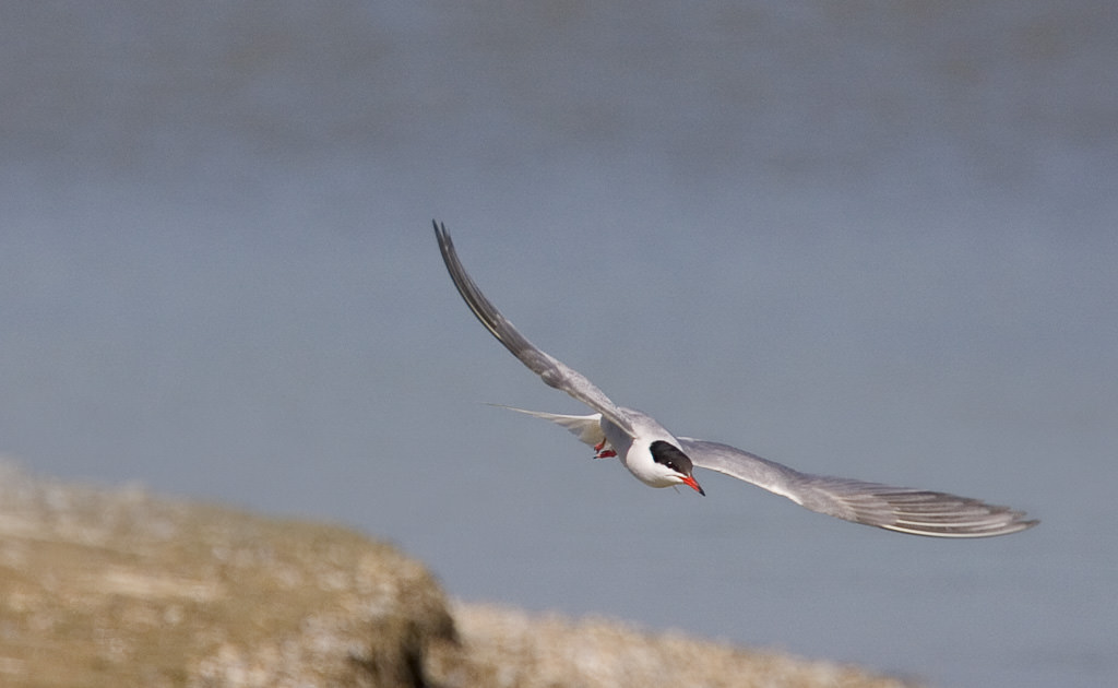 Common tern (Sterna hirundo) 04