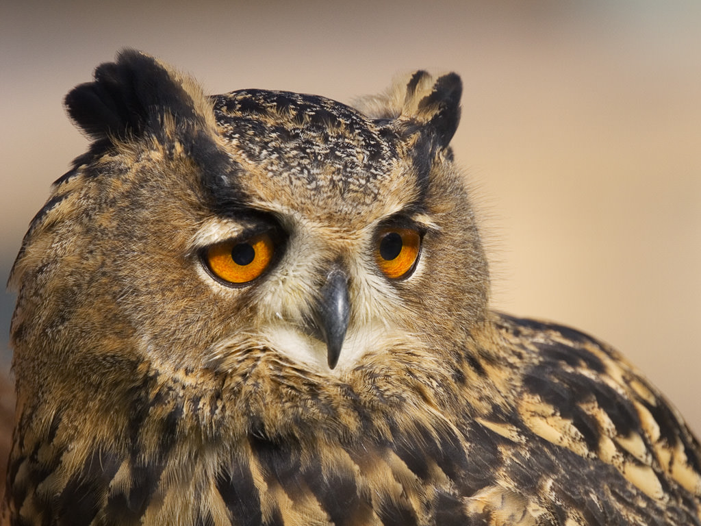 Eagle Owl (Bubo Bubo) 01