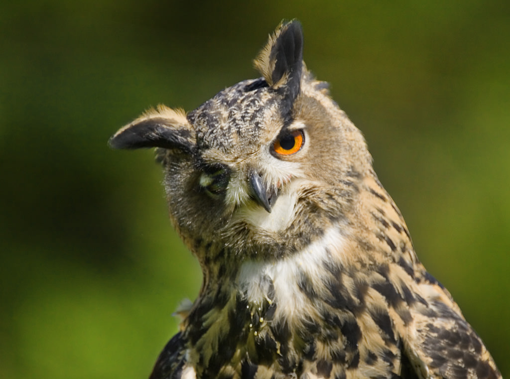 Eagle Owl (Bubo Bubo) 02