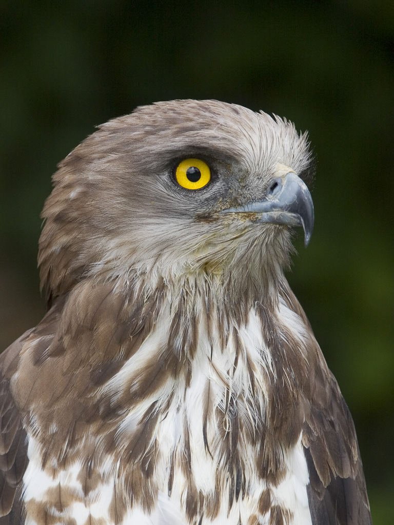 Short-toed eagle (Circaetus gallicus) 02