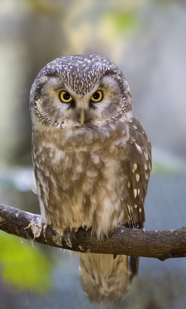 Tengmalm's owl (Aegolius funereus)
