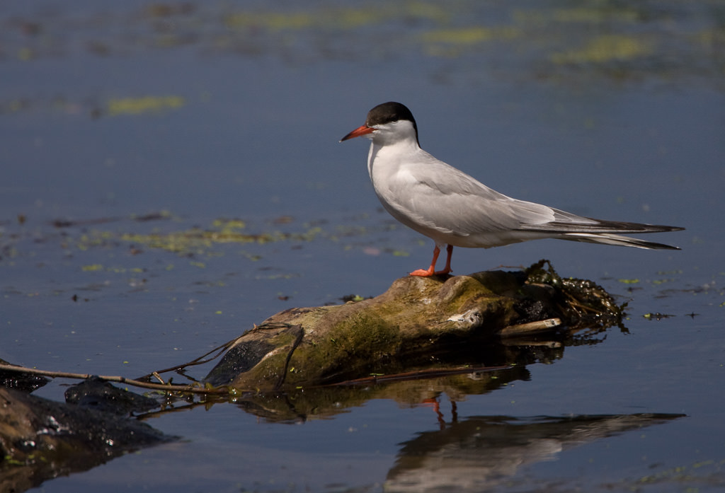 Common Tern (sterna hirundo) (2 of 7)