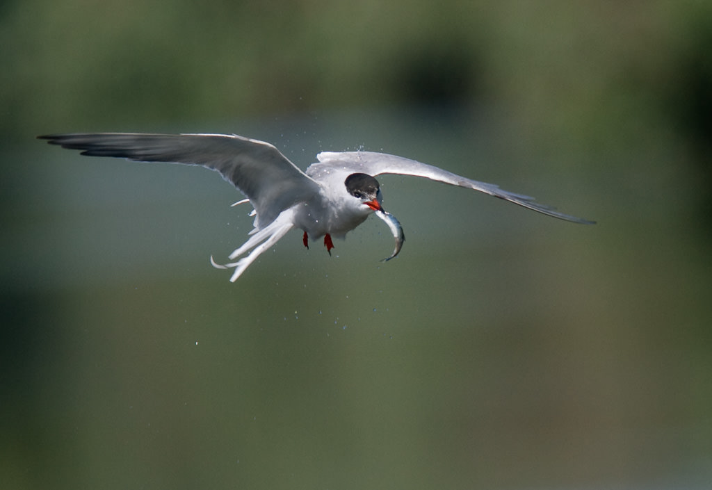 Common Tern (sterna hirundo) (3 of 7)