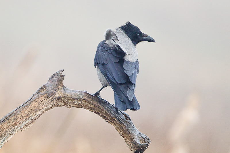 Hooded Crow (corvux corone cornix) (2 of 2)