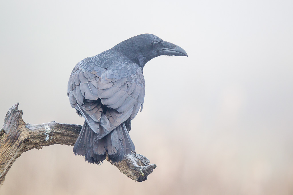 Raven (corvux corax) (1 of 6)