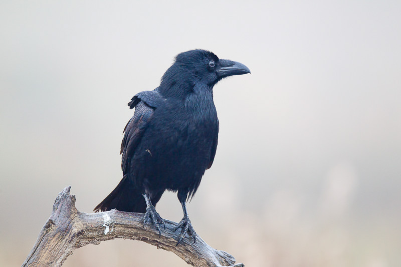 Raven (corvux corax) (2 of 6)
