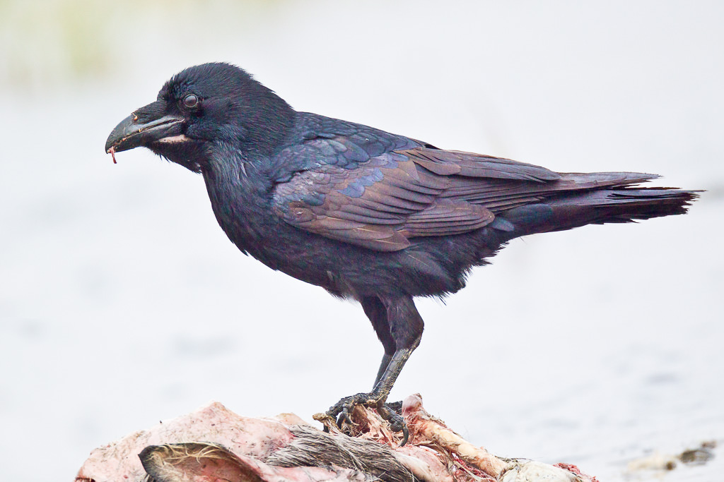 Raven (corvux corax) (4 of 6)