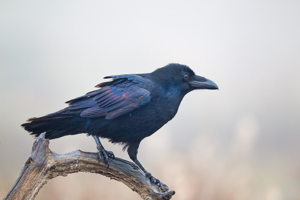 Raven (corvux corax) (5 of 6)