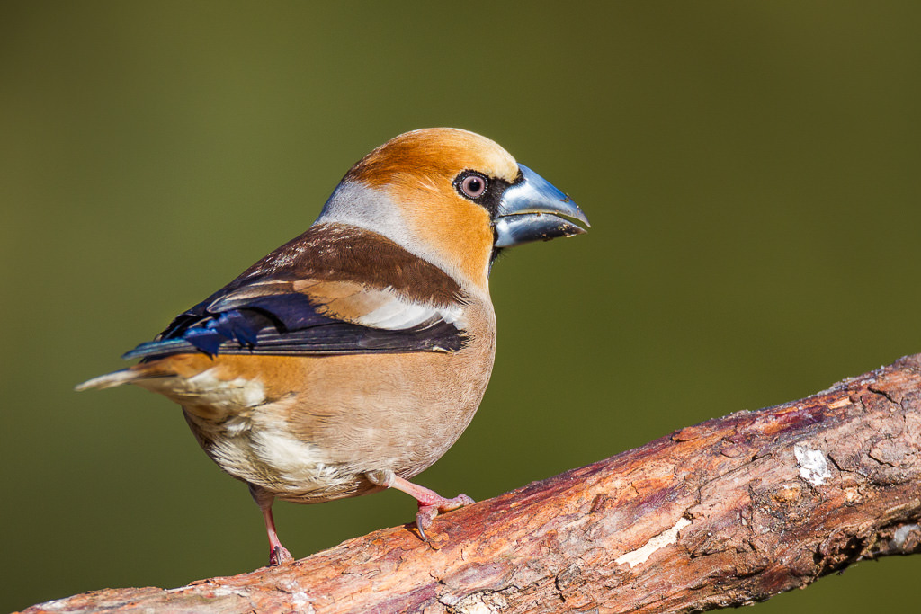 Appelvink, Hawfinch (coccothraustes coccothraustes) (1 of 5)