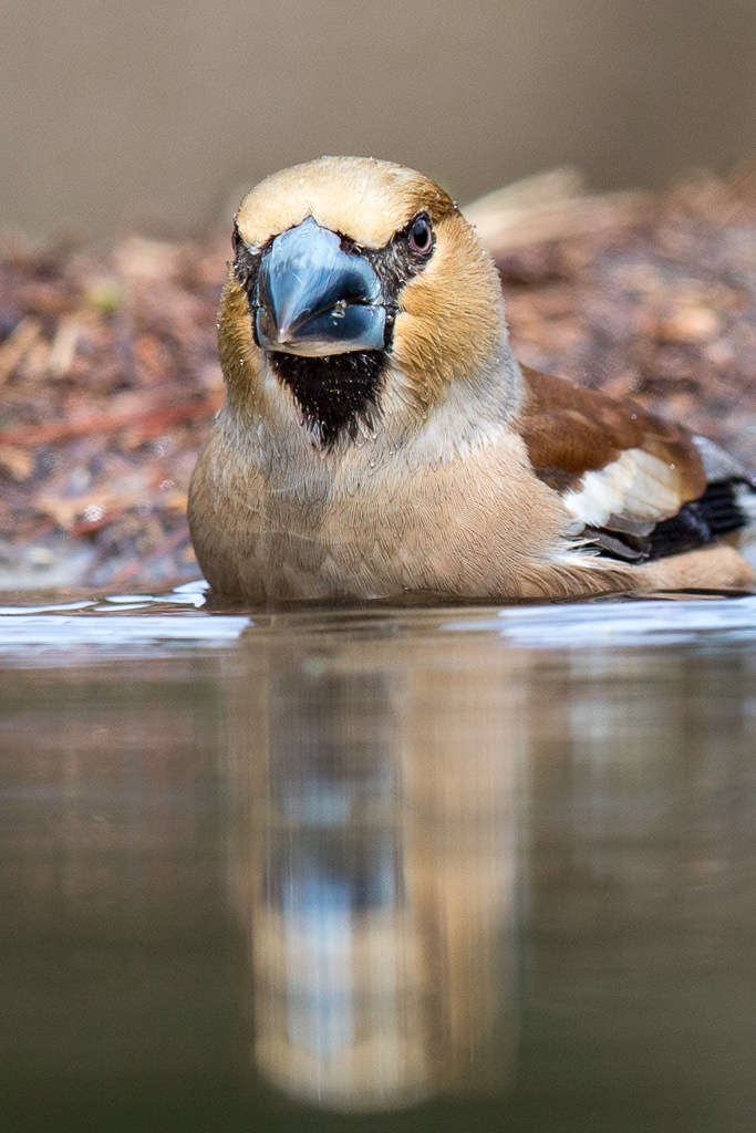 Appelvink, Hawfinch (coccothraustes coccothraustes) (3 of 5)