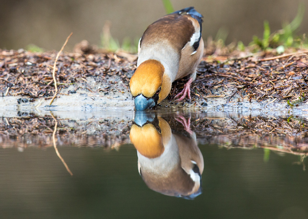 Appelvink, Hawfinch (coccothraustes coccothraustes) (4 of 5)