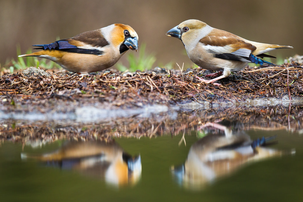 Appelvink, Hawfinch (coccothraustes coccothraustes) (5 of 5)