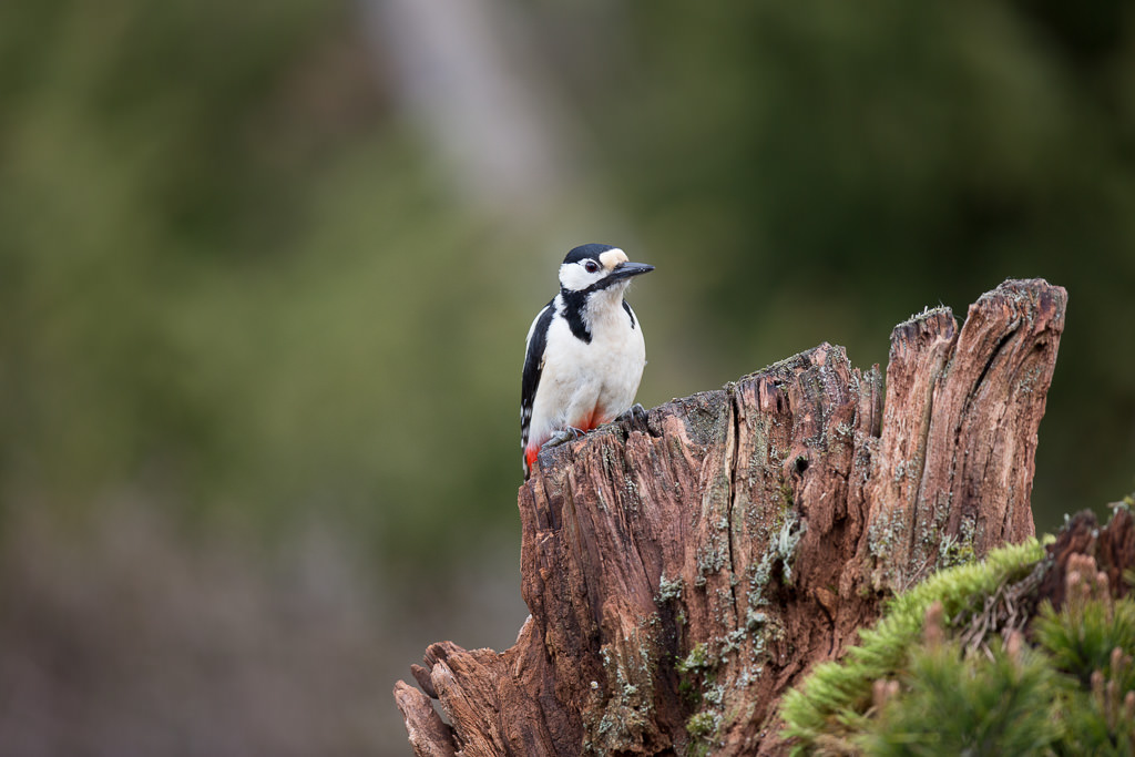 Grote bonte specht, Great spotted woodpecker (dendrocopus major)