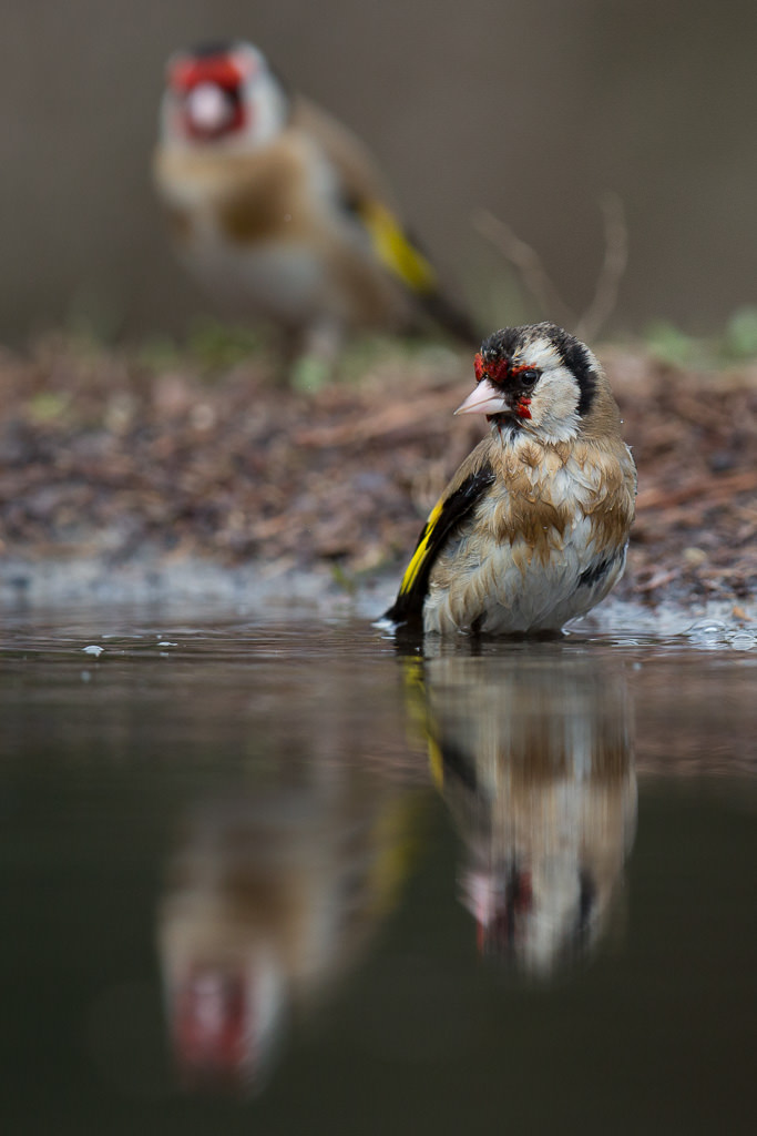 Puttertje, European goldfinch (carduelis carduelis) (1 of 2)