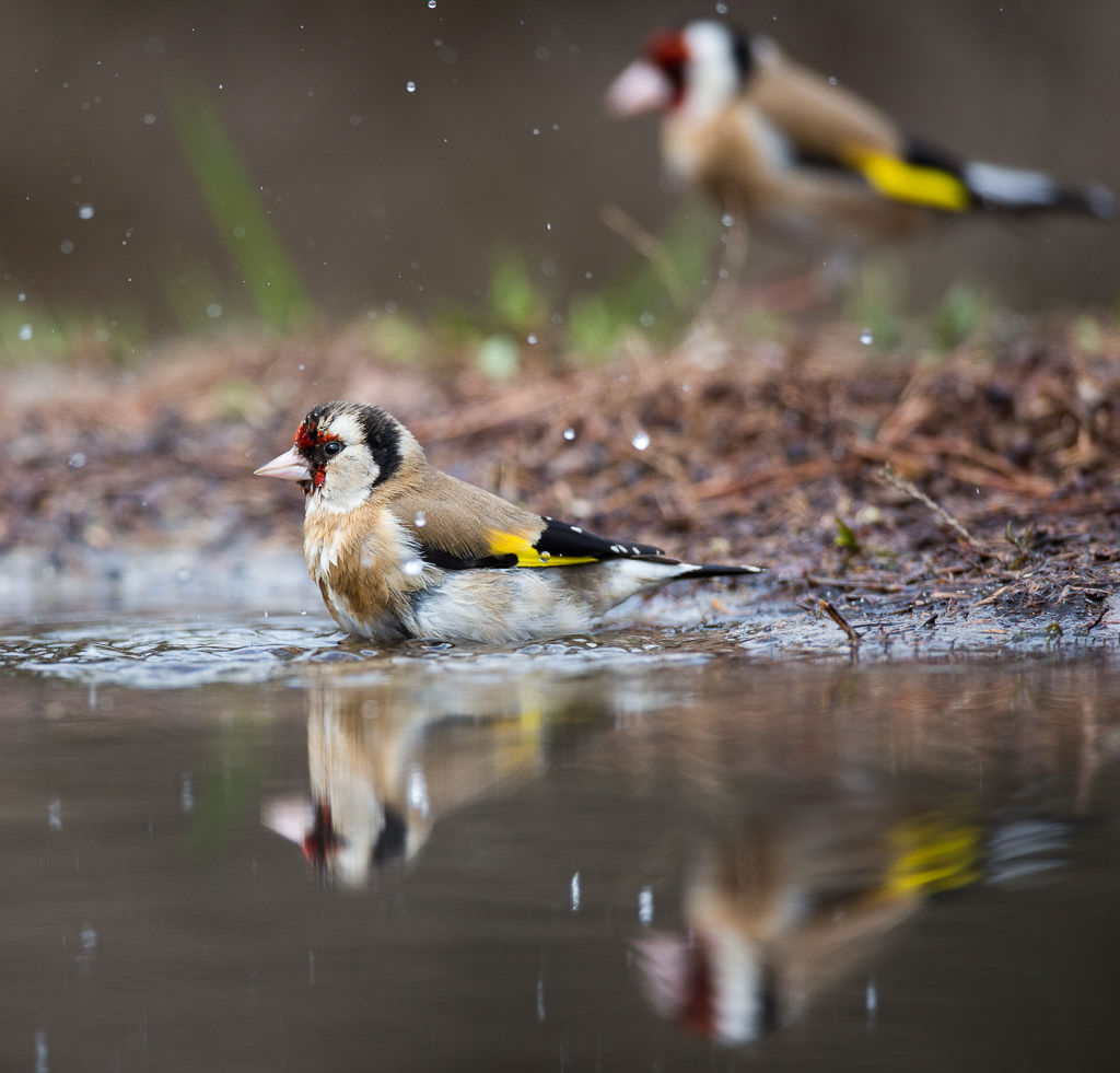 Puttertje, European goldfinch (carduelis carduelis) (2 of 2)