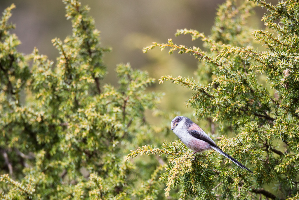 Staartmees,  Long-tailed tit (aegithalos caudatus)