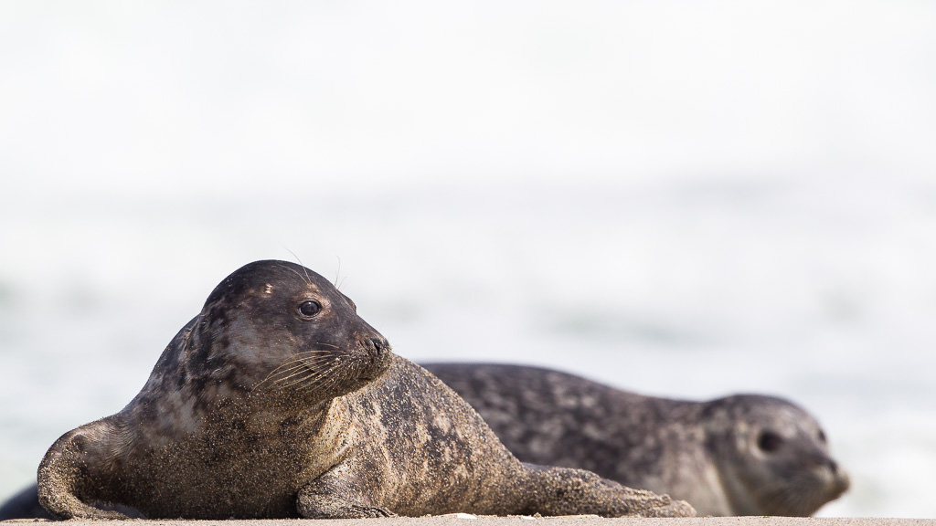 Juvenile Grey Seal (Halichoerus grypus) (2 of 13)