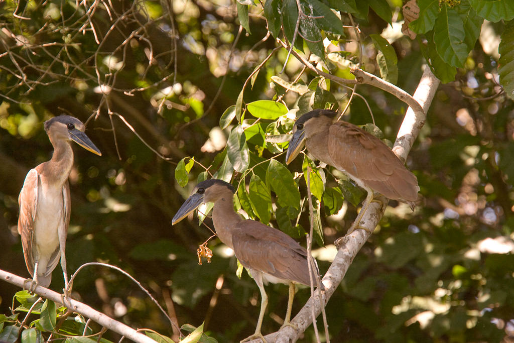 Boat-billed Heron (cochlearius cochlearius) (2 of 4)