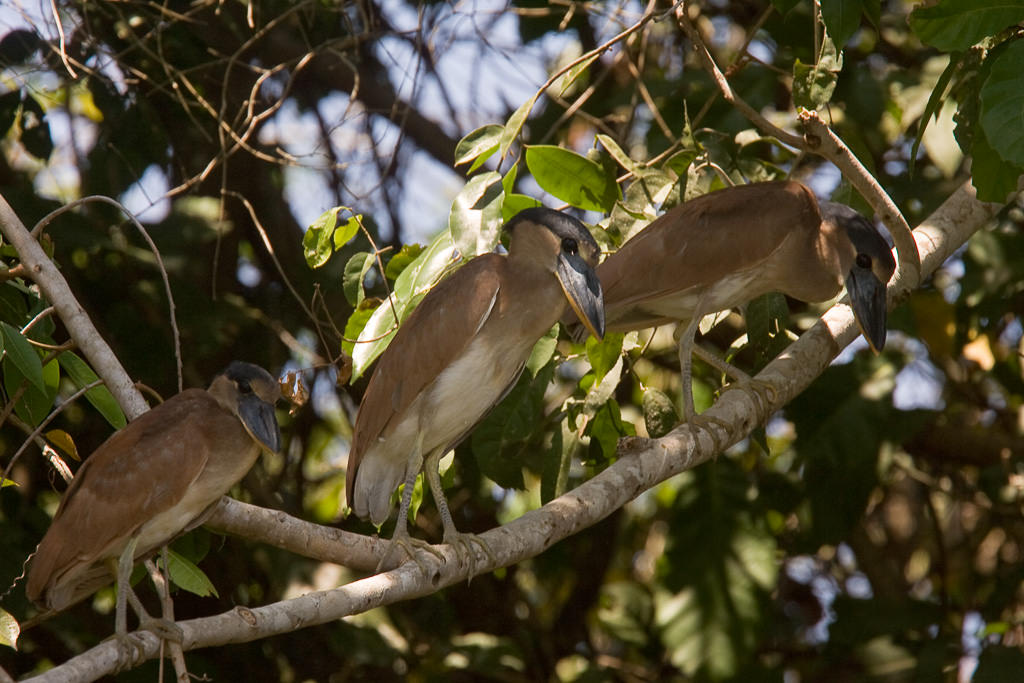 Boat-billed Heron (cochlearius cochlearius) (3 of 4)