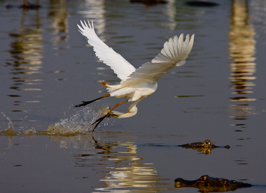 Great Egret (ardea alba)-9