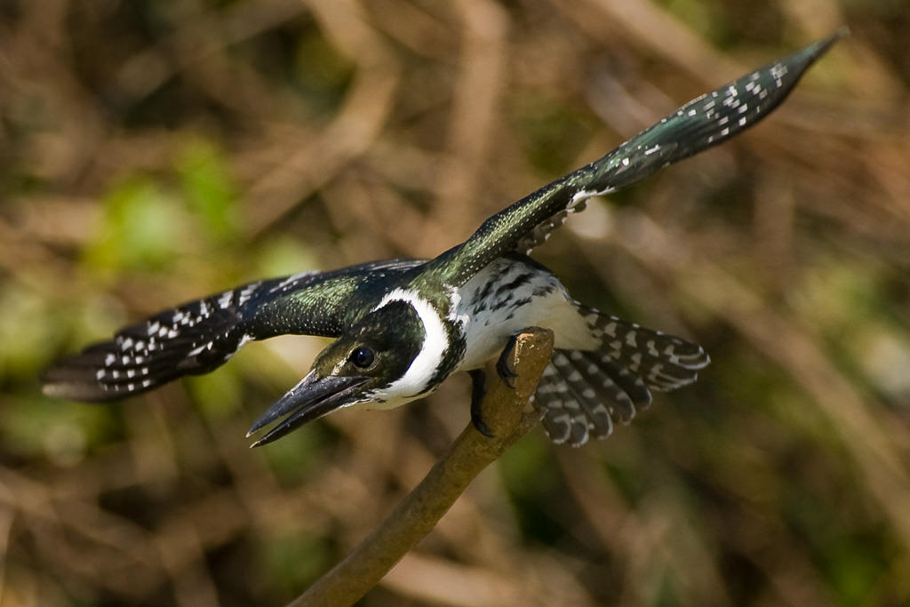 Amazon Kingfisher (chloroceryle amazona) (1 of 5)