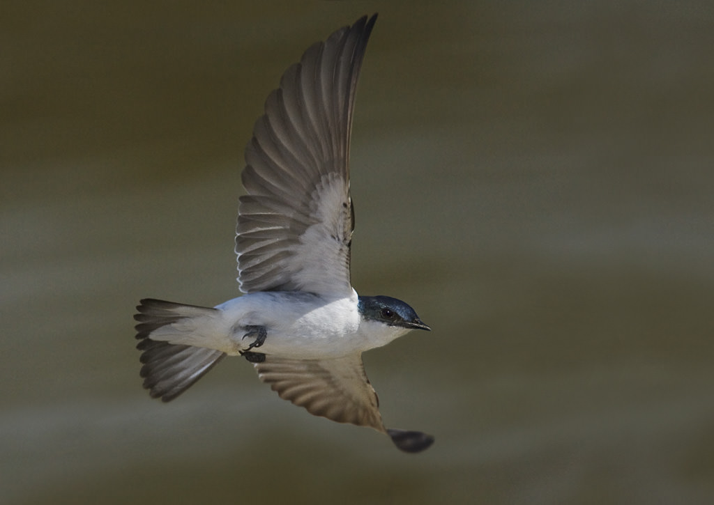White-winged Swallow (tachycineta albiventer) (1 of 3)