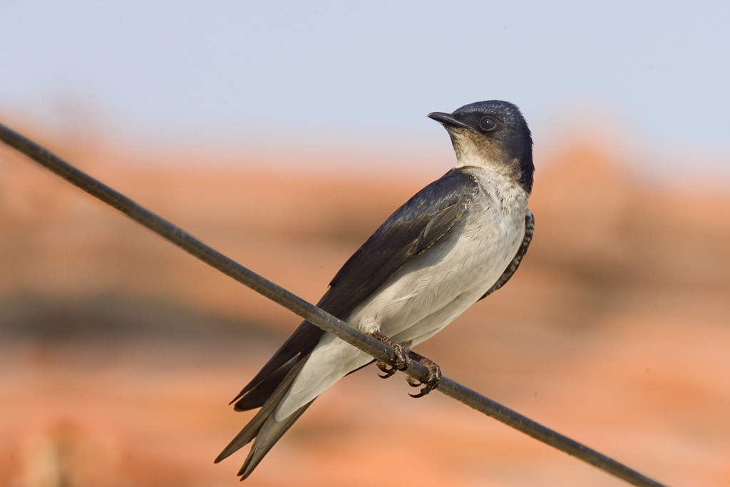White-winged Swallow (tachycineta albiventer) (3 of 3)