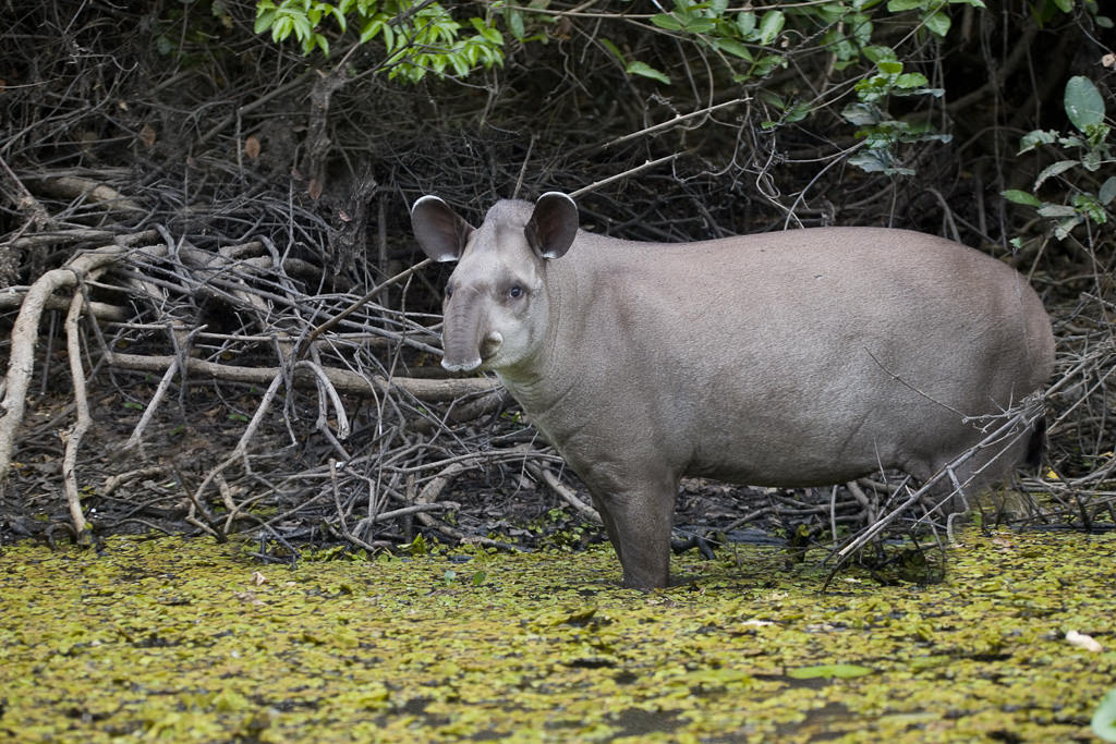 Brazilian Tapir (tapirus terrestis)