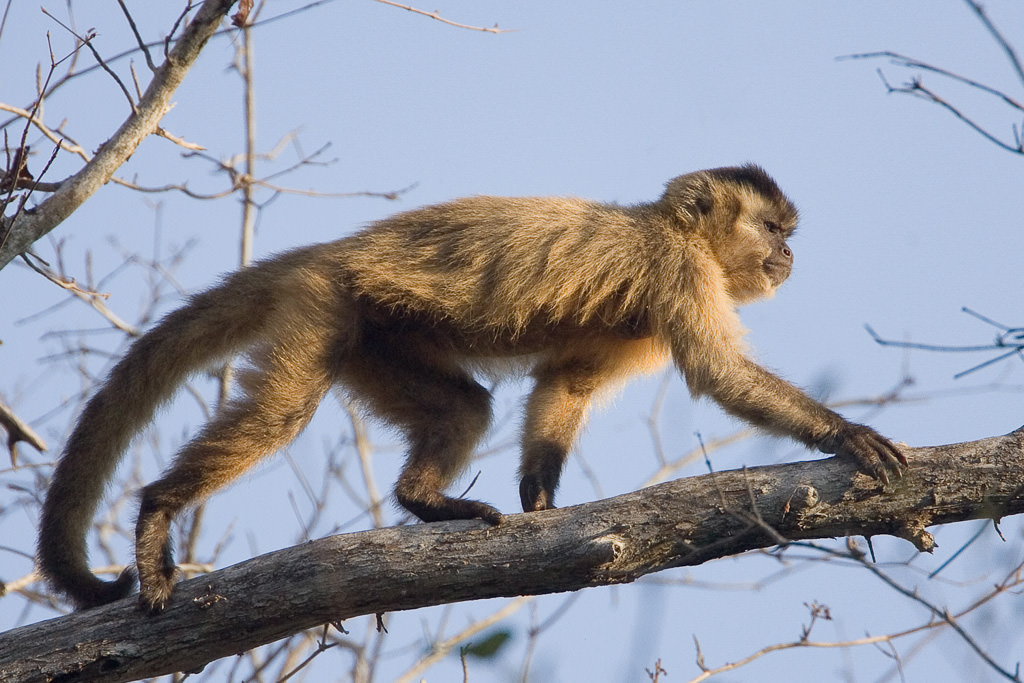 Brown Capuchin Monkey (cebus apella) (1 of 4)
