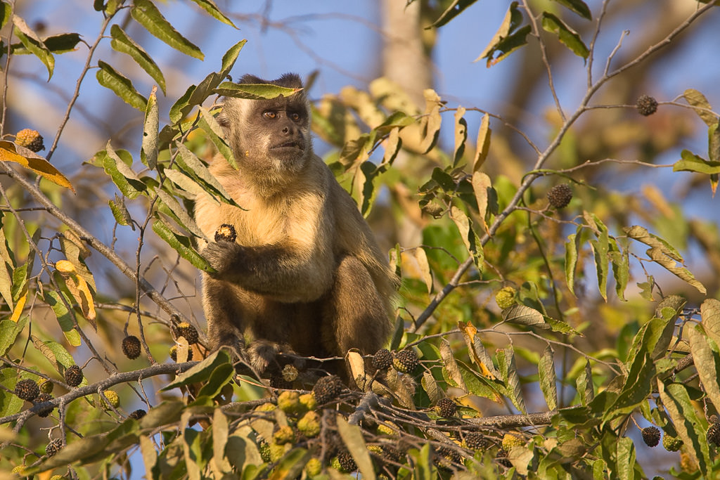 Brown Capuchin Monkey (cebus apella) (2 of 4)