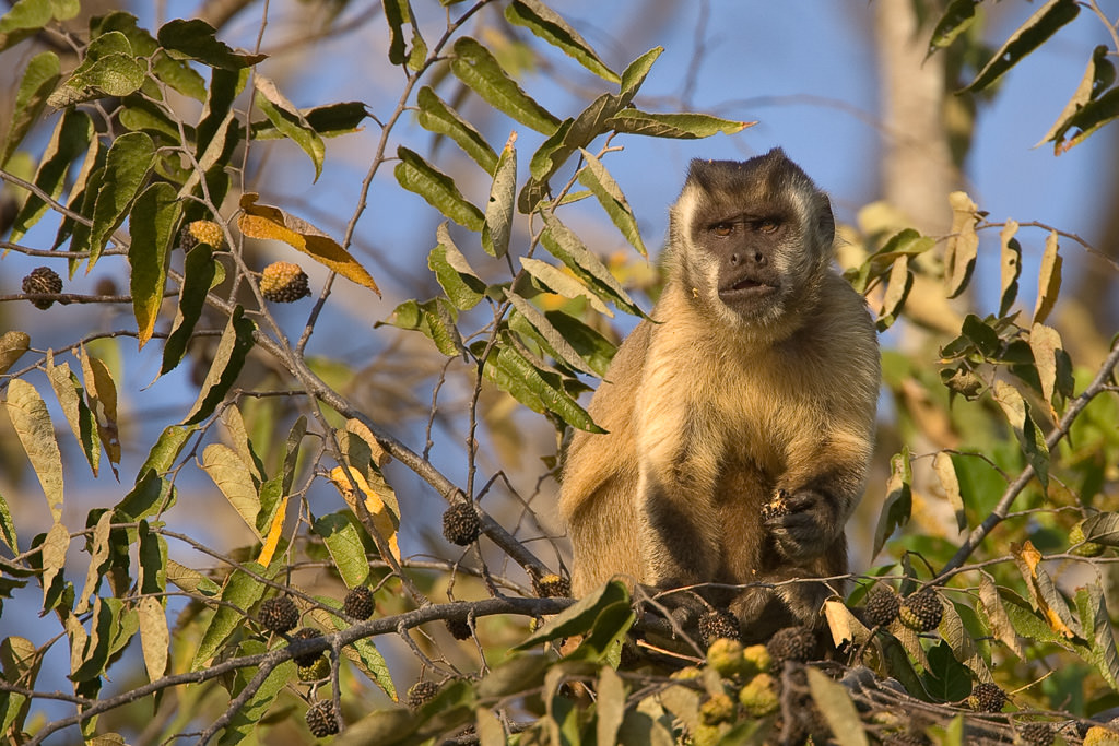 Brown Capuchin Monkey (cebus apella) (3 of 4)