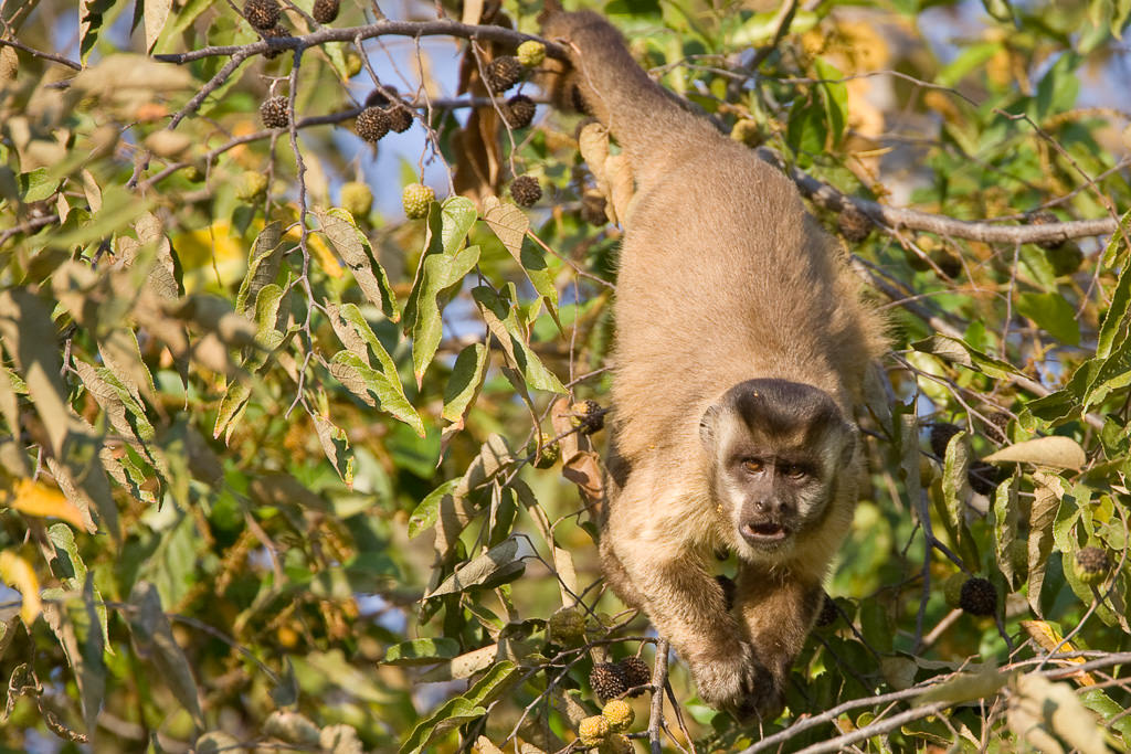 Brown Capuchin Monkey (cebus apella) (4 of 4)