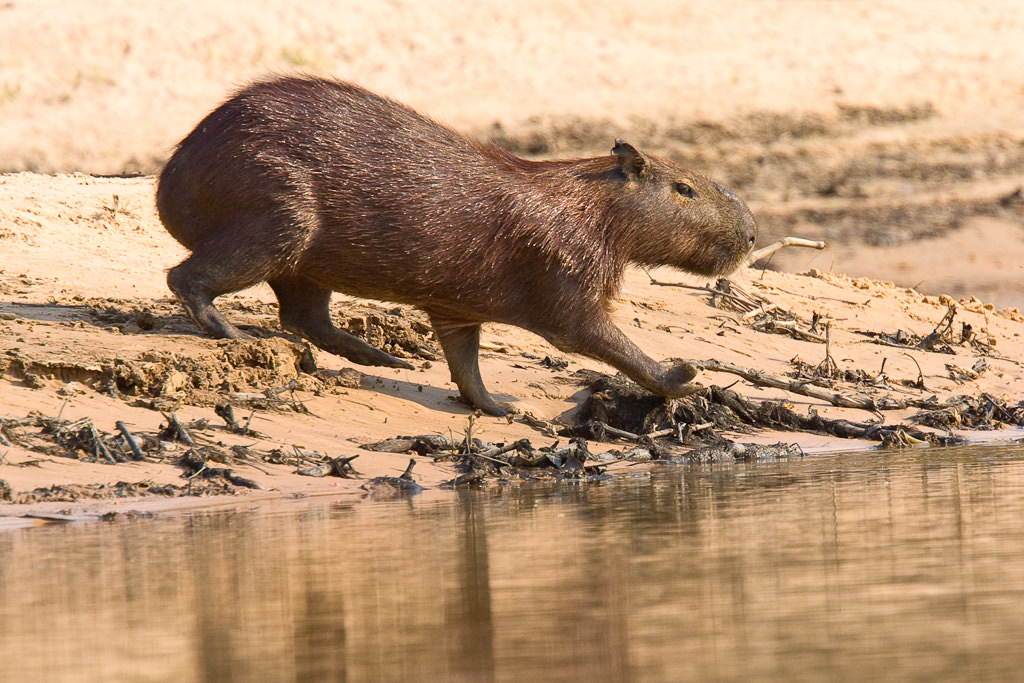 Capybara (hydrochoerus hydrochaeris) (3 of 3)