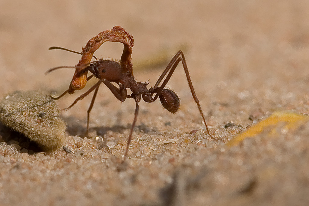 Leave Cutter Ant (attini sp)