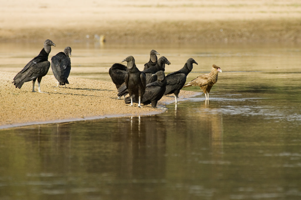 Black Vulture (coragyps atratus) (1 of 3)