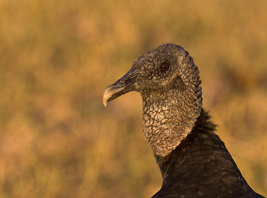 Black Vulture (coragyps atratus) (2 of 3)