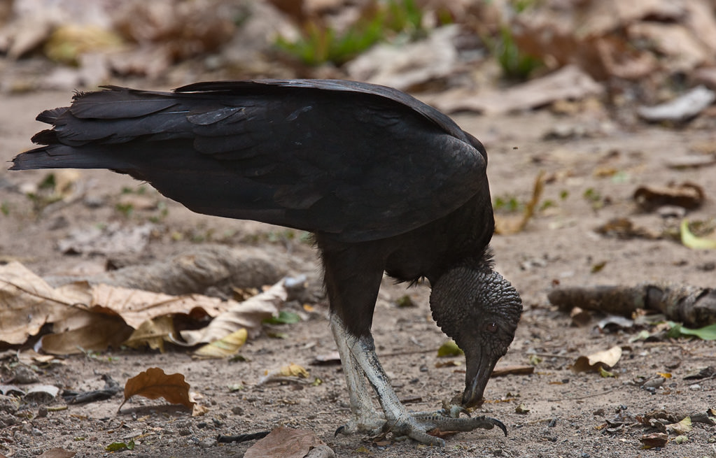 Black Vulture (coragyps atratus) (3 of 3)