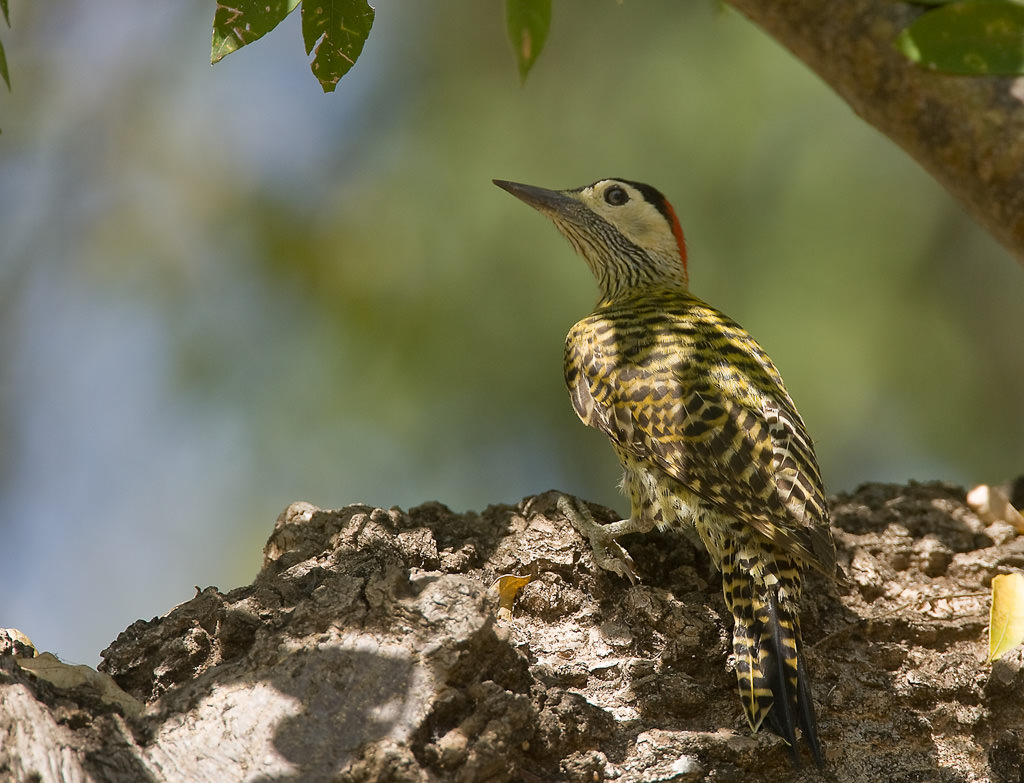 Green- barred Woodpecker (caloptes melanochloros) (1 of 3)