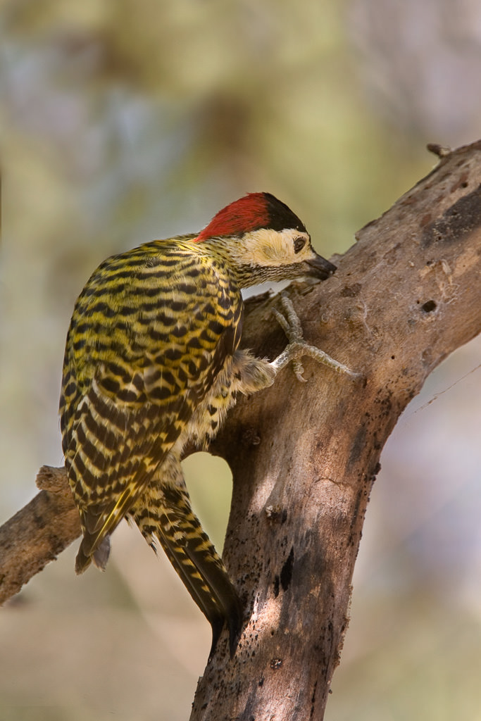 Green- barred Woodpecker (caloptes melanochloros) (3 of 3)