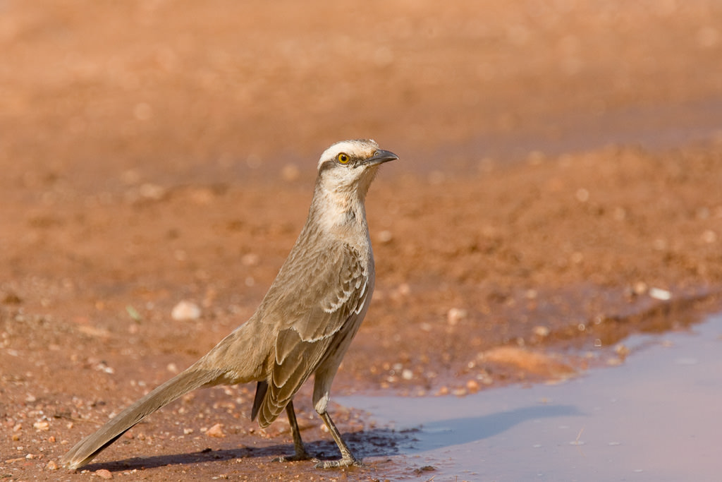 Striped Cuckoo (tapera naevia)