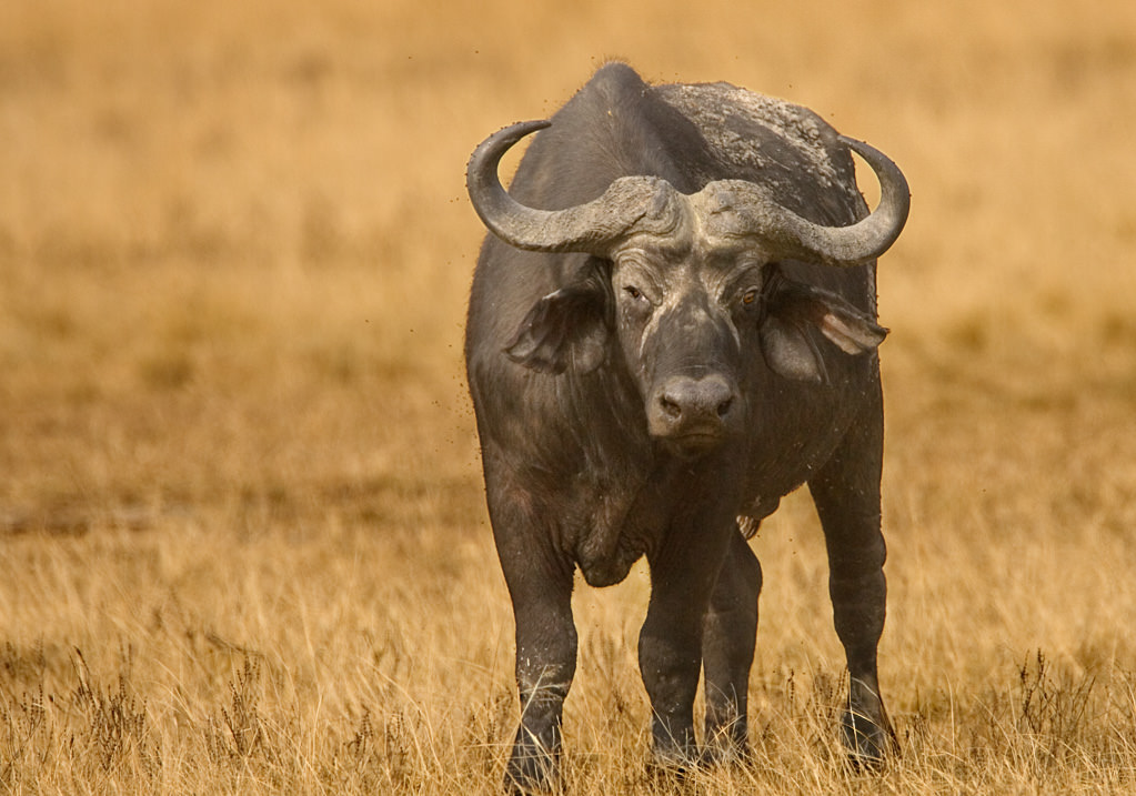 African Buffalo (3 of 5)