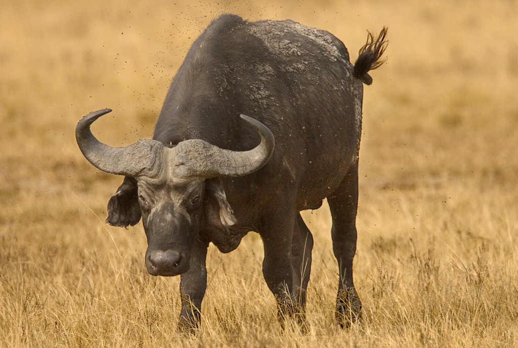 African Buffalo (4 of 5)