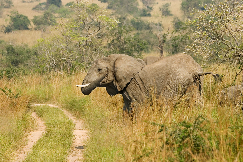 African Elephant (2 of 7)