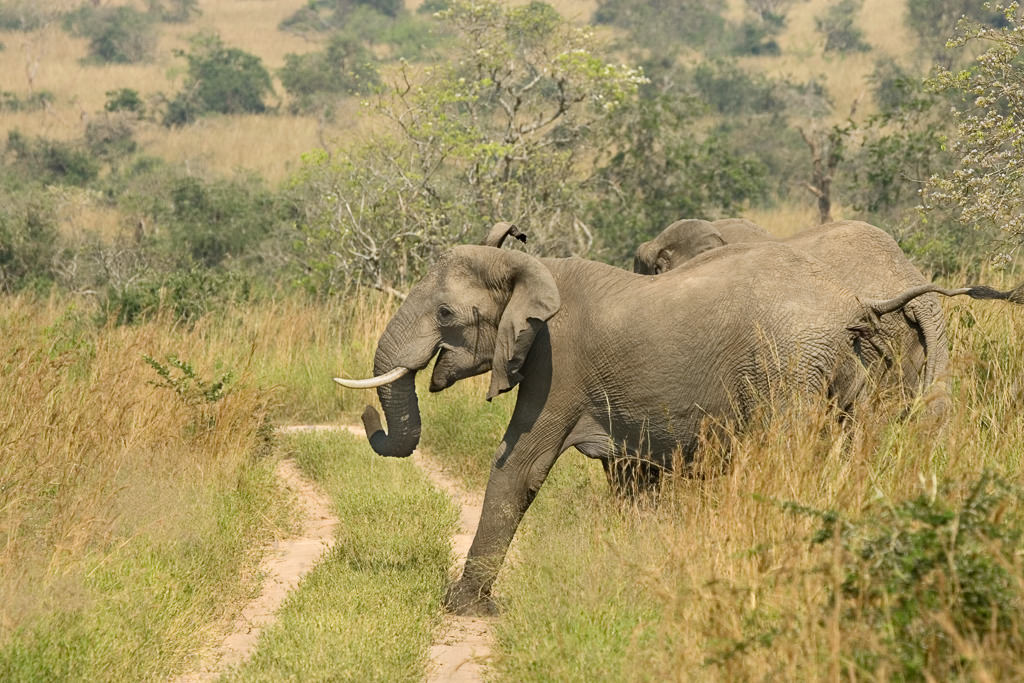 African Elephant (3 of 7)